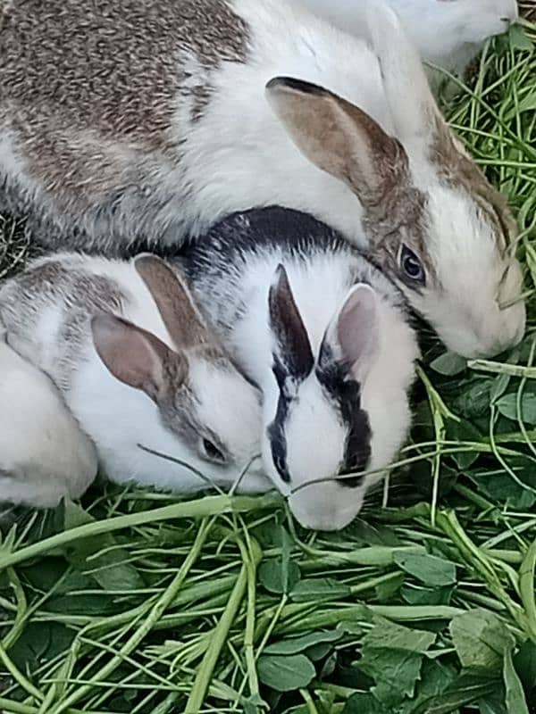 rabbit baby for sale 1