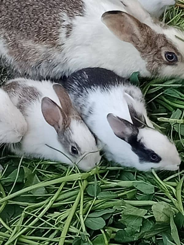 rabbit baby for sale 2