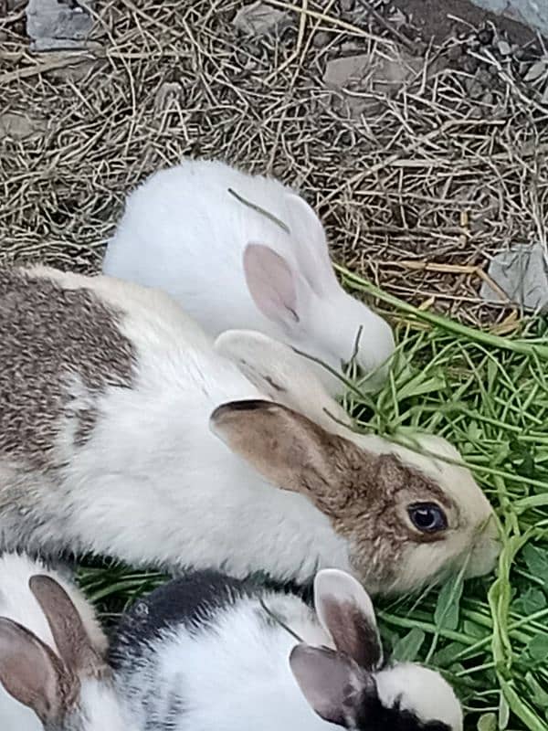 rabbit baby for sale 3