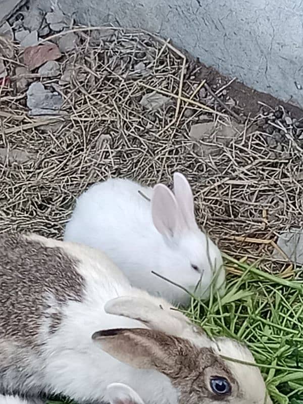 rabbit baby for sale 4