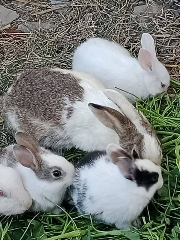 rabbit baby for sale 5