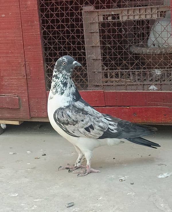 pigeon for sale 1