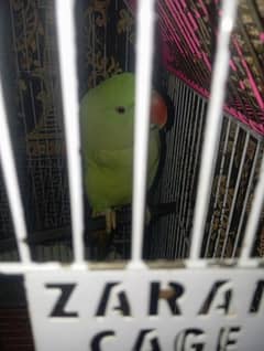 BABY RAW PARROT URGENT SELL HALF TAMED