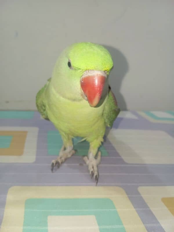 BABY RAW PARROT URGENT SELL HALF TAMED 3