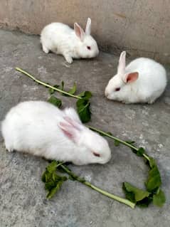 Rabbits