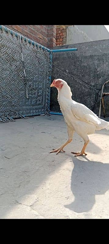 Aseel heera female/Aseel chicks 0