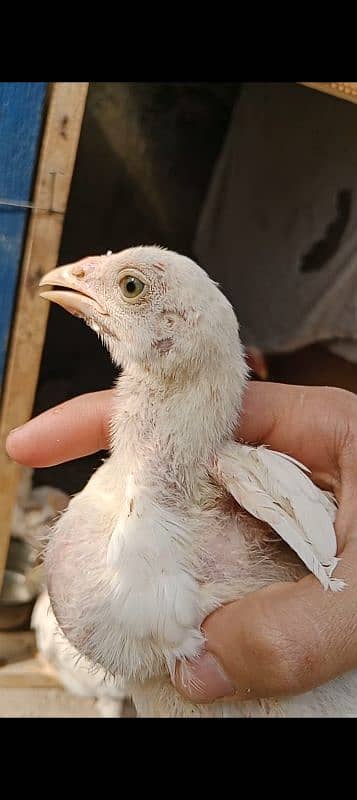 Aseel heera female/Aseel chicks 2