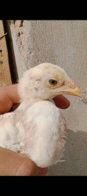 Aseel heera female/Aseel chicks 3