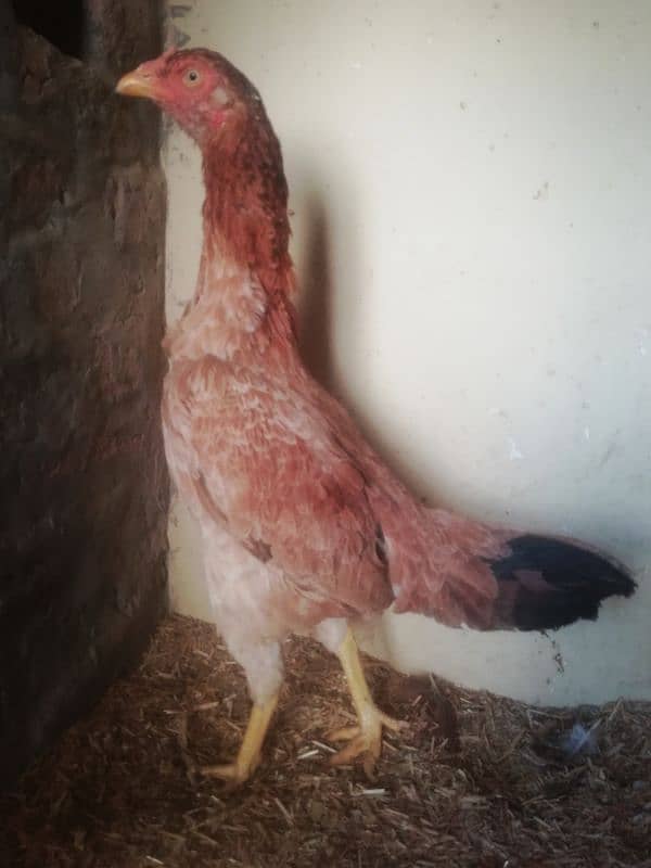 Aseel hen available 0