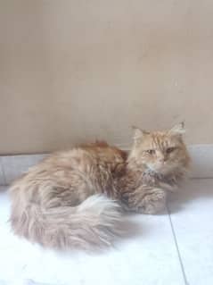 Persian male cat