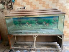 Fish Aquarium