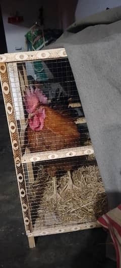 hen cage