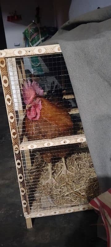 hen cage 0