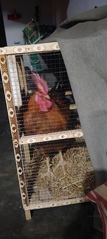 hen cage 1