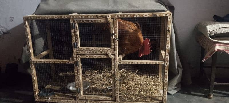 hen cage 4