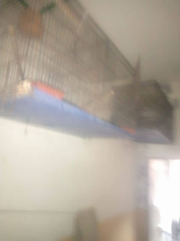 cage for sale urgent sale double potions cage 3 cage available 4