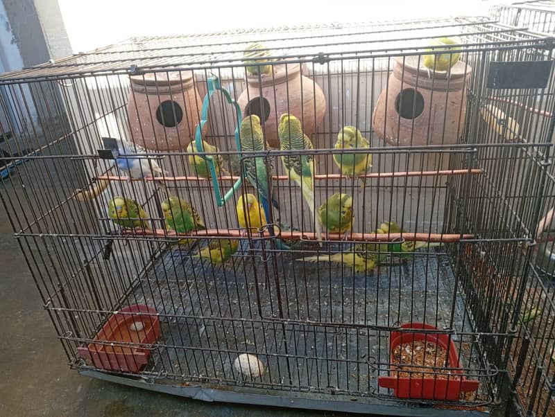 16 Birds with cage 0