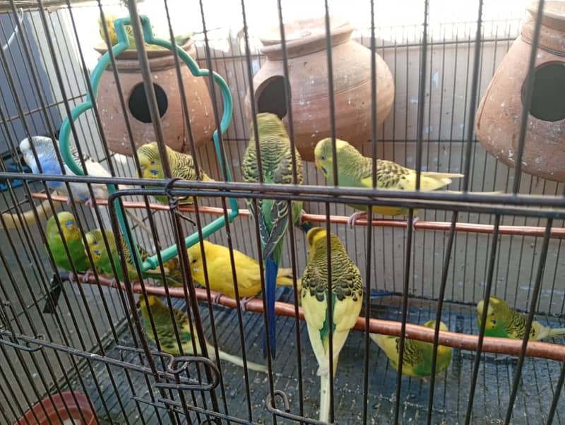 16 Birds with cage 1