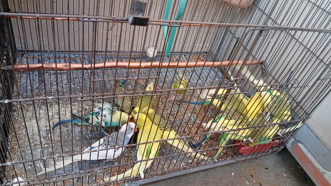 16 Birds with cage 2