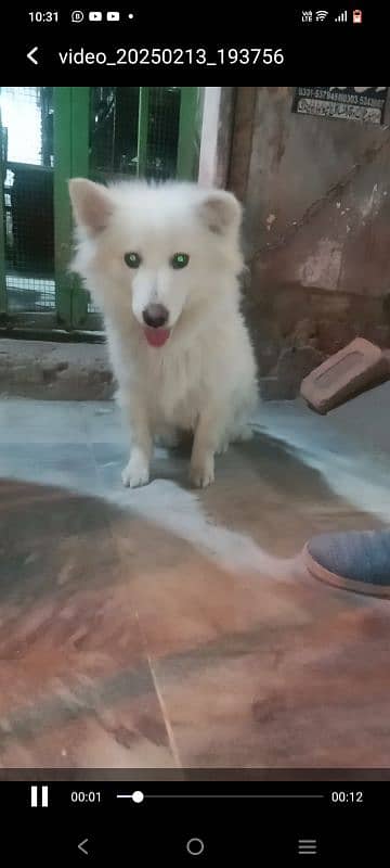 cute Russian triple coat female for sale very friendly and very cute 0