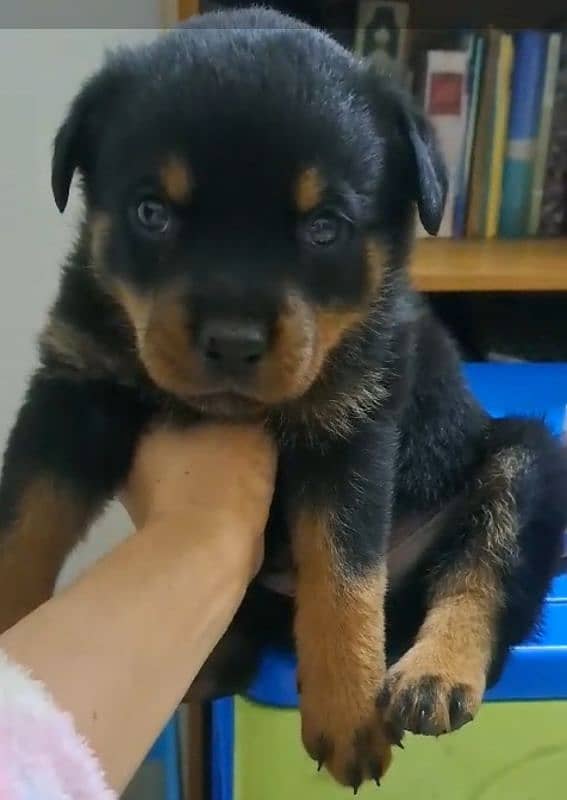 "Adorable Male Rottweiler puppy_ 2-3 month Old, Ready for a New Home " 0