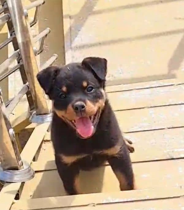 "Adorable Male Rottweiler puppy_ 2-3 month Old, Ready for a New Home " 1