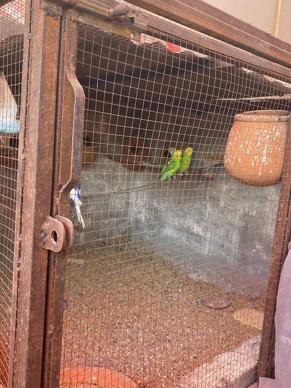 parrot for sale 3