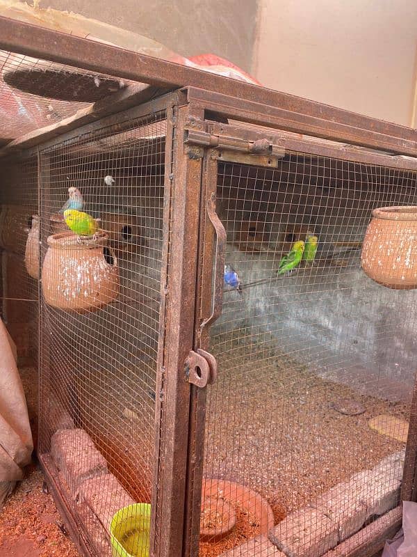 parrot for sale 4