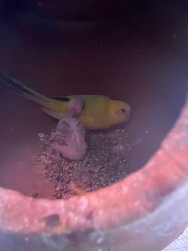 parrot for sale 7