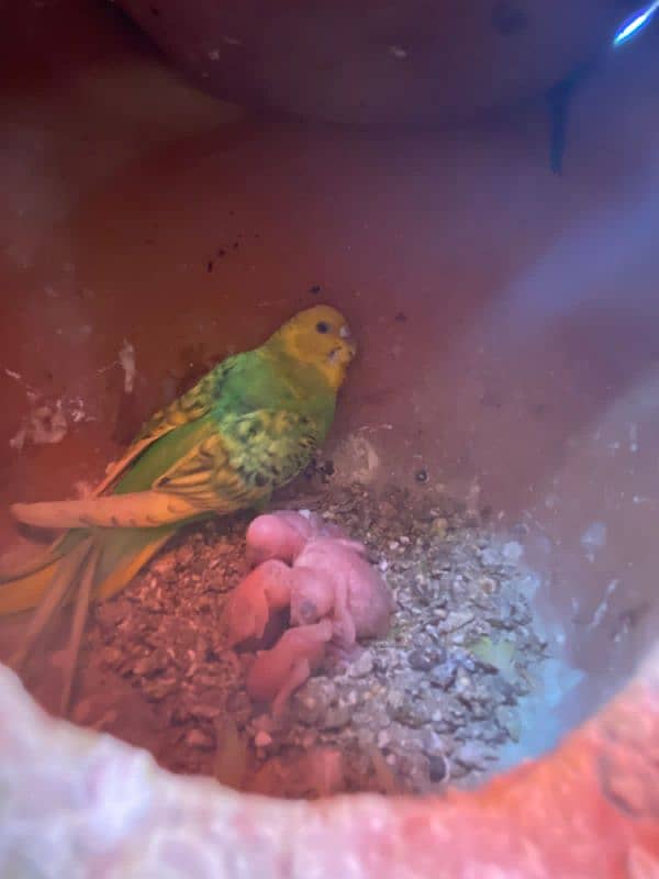 parrot for sale 11