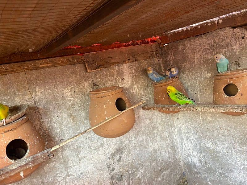 parrot for sale 14