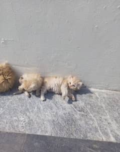 1-Month-Old Persian Kittens for Sale | Healthy & Playful |