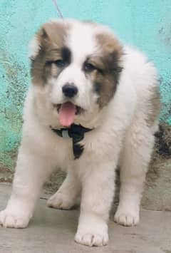 Bhagwan kuchh dog male  2 month security dog for sale