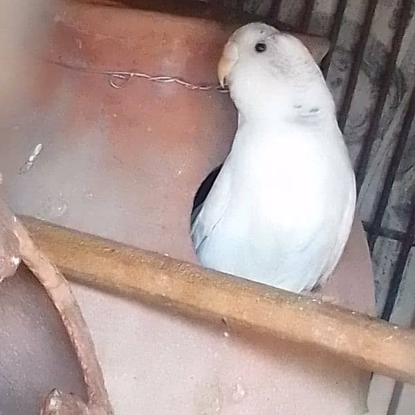 original budgie pair 1