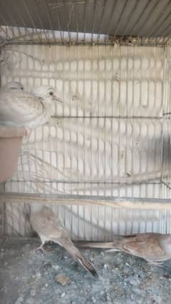 Red Dove Pairs Available