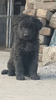 Black Long German Shepherd Pups