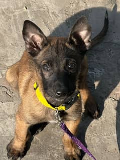 Belgian Malinois