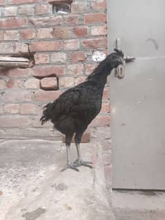 Ayam Cemani age 5 month