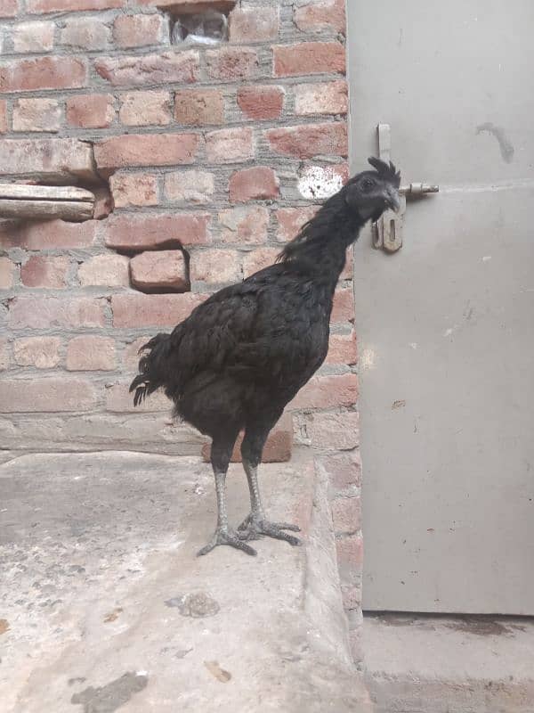 Ayam Cemani age 5 month 0