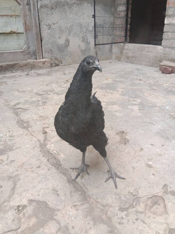 Ayam Cemani age 5 month 1