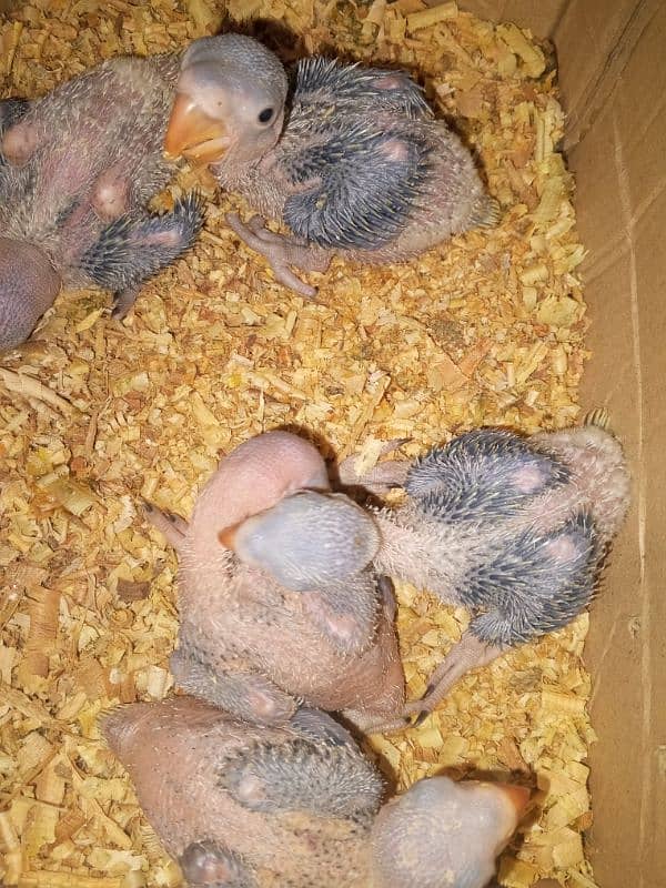 30 days baby raw parrots 1