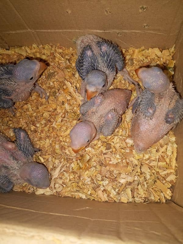 30 days baby raw parrots 3