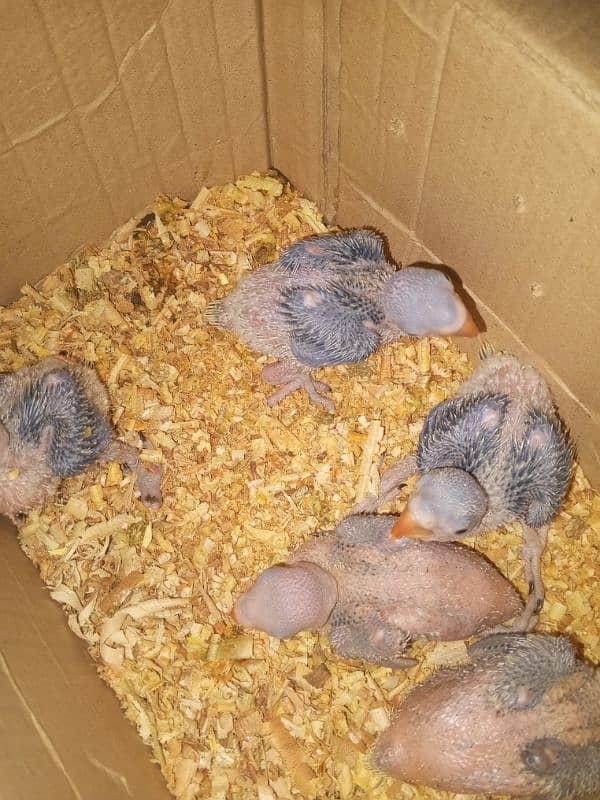 30 days baby raw parrots 4