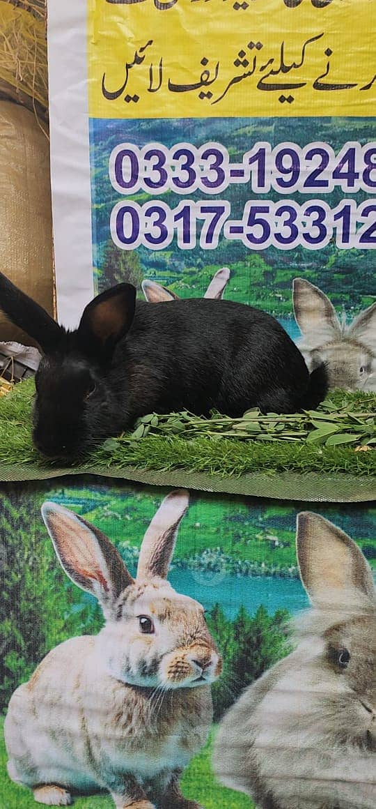 Rabbit/ rabbit for sale / newziland rabbit / khargosh /American Hotot 7