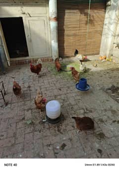 egg laying hens