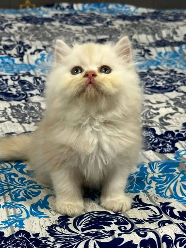 Persian kittens for sale Only contact whatup03292450497 9