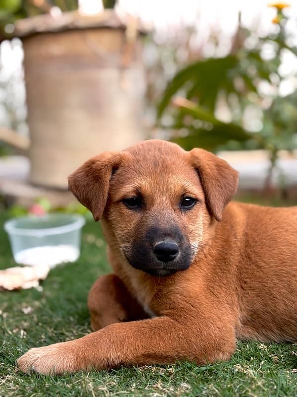 Cross Labra Female Dog | 3 Month Age 0