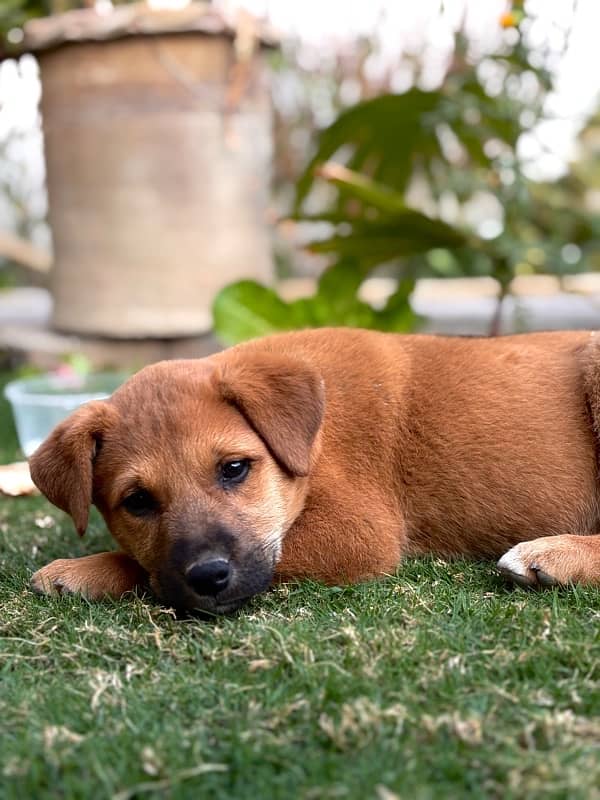 Cross Labra Female Dog | 3 Month Age 1