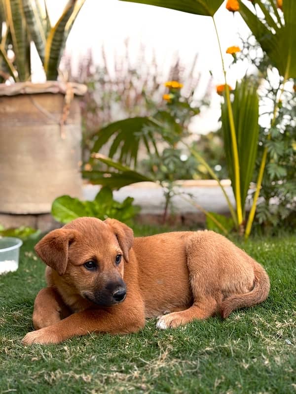 Cross Labra Female Dog | 3 Month Age 2