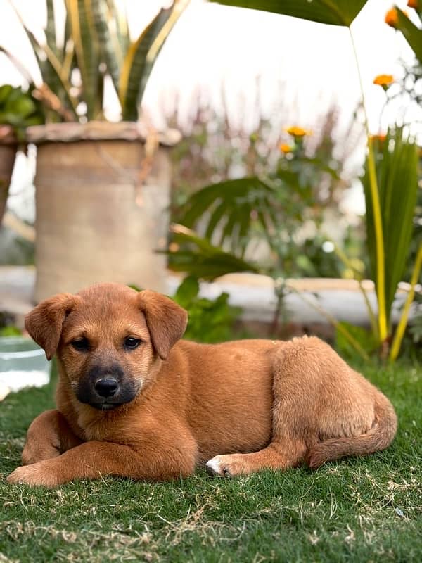 Cross Labra Female Dog | 3 Month Age 3